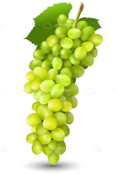 Bunch of Juicy Green Grapes with Stalk and Leaf